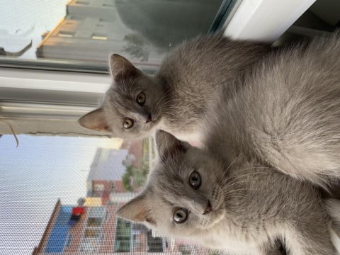 British shorthair sahiplendirme
