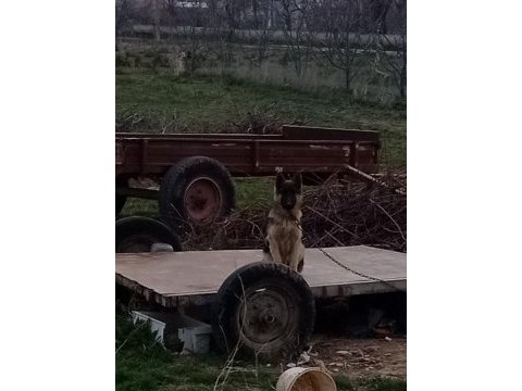 5 aylık alman kurdu