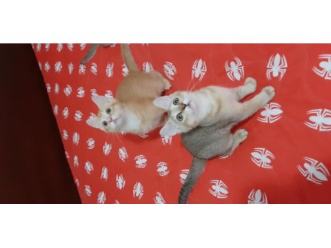 British shorthair evcilmen yavrumuz