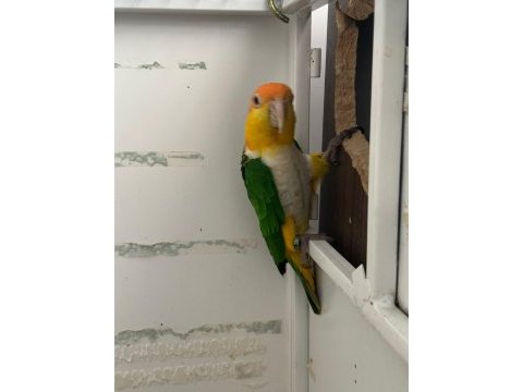 Portakal kafa takım dna caique