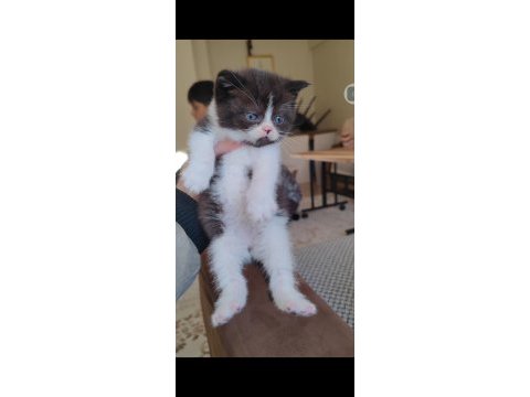 British shorthair kedisi için ulaşın