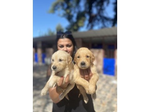 Safkan golden retriever yavrularım