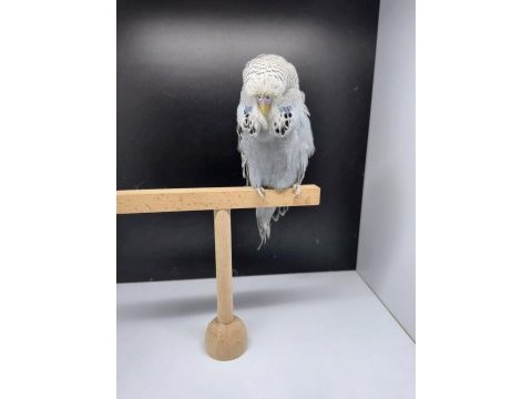 Show jumbo yavru dişi muhabbet kuşu