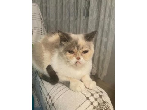 Egzotik basık surat kedimiz
