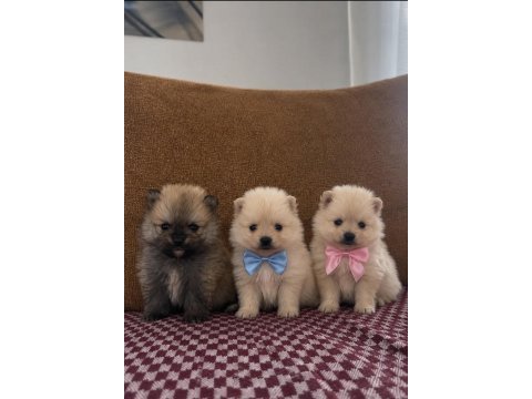 Safkan pomeranian boo yavrular