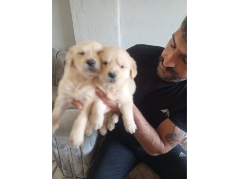 Golden retriever baby face
