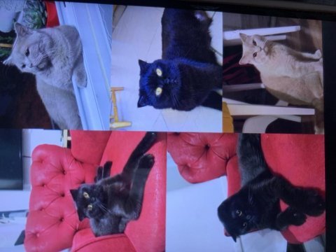 British shorthair ve scottish fold kedisi