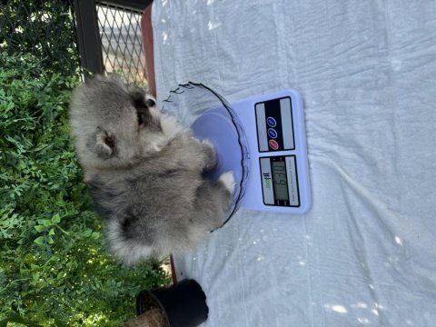 Teacup dişi pomeranian yavru