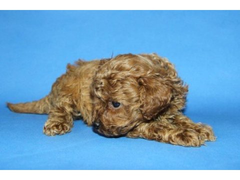 Tea cup toy poodle yavru