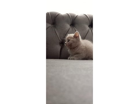 British shorthair 50 günlük lilak rengi