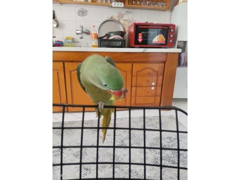 Jumbo boy evcil 8 aylık iskender papağanı