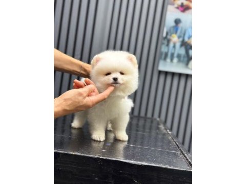 Sağlık ve ırk garantili pomeranian boo