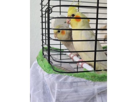 Hazır cıf sultan papağanı