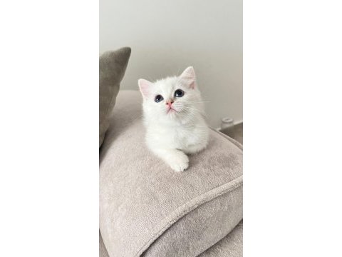 Maviş british shorthair kız