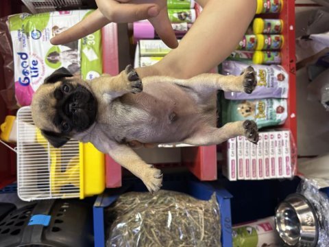El kadar pug köpekler yeni yuvasını bekliyor