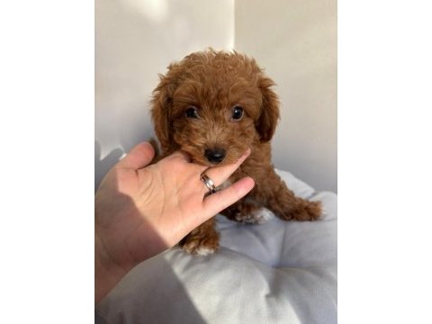 2 aylık 2 adet poodle erkek bebekler