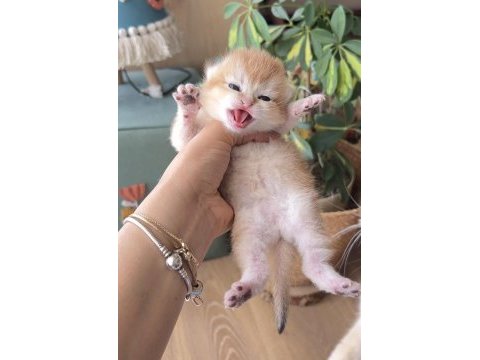 Golden british shorthair dişi ve erkek bebekler