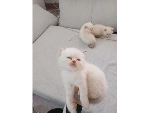 British longhair ve shorthair blue point