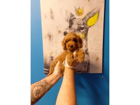 Tüy dökmeyen muhteşem maltipoo bebekler