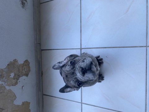 French bulldog merle yavrularımız
