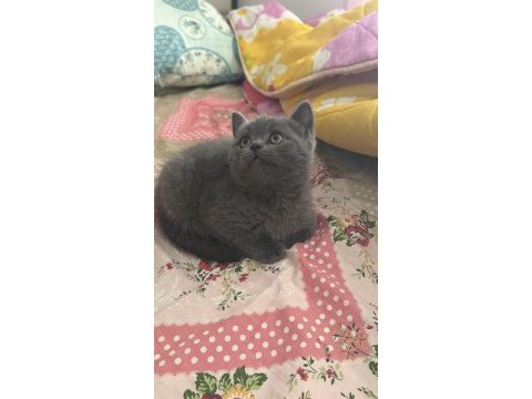 Kalan son british shorthair yavrumuz yuvasına gitmeye hazır