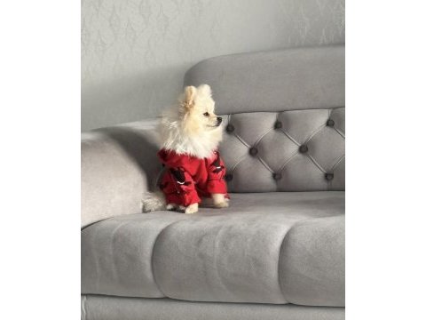 0 numara pomeranian dişi yetişkin
