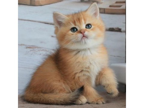 British shorthair yavruları