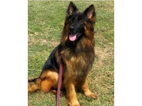 Show alman çoban köpeği yavrularımız