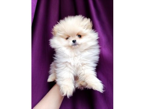 Pomeranian boo teddy face dişi