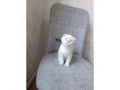 Scottish fold blue point erkek yavrumuz