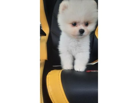 Minik teddy pomeranian bebeğim