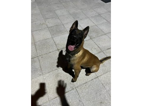 A kalite malinois belçika kurdu yavrular