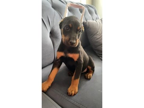 Estetikli doberman yavrular