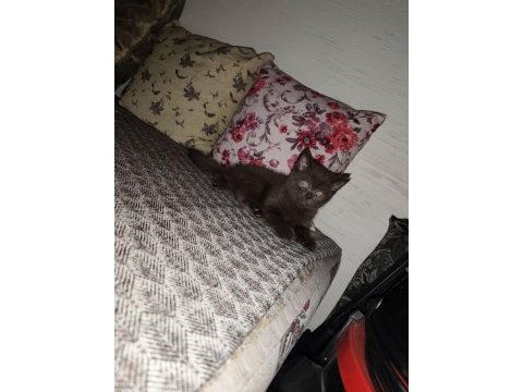 British shorthair yavru erkek