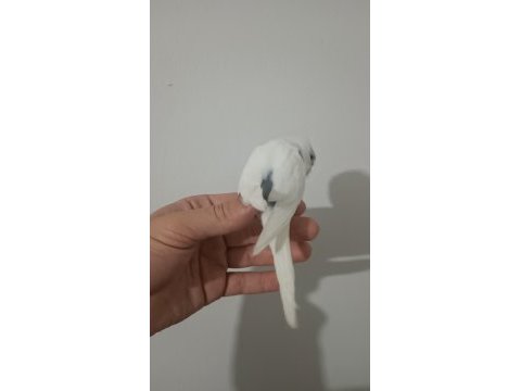 Ele kola alışık iri erkek yavru muhabbet kuşu
