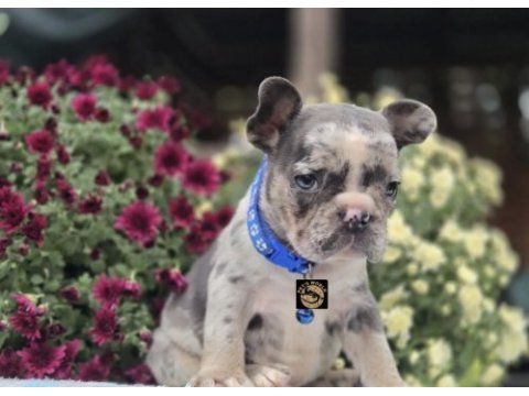Özel renkler french bulldog yavrularımız