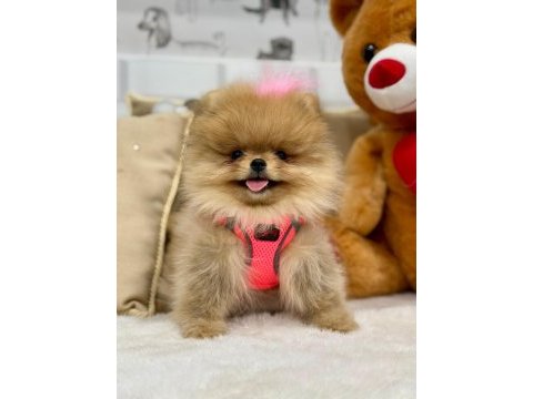 Tatlı pomeranian kızımız mila