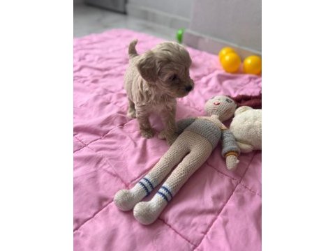 Cis eğitimli bebek maltipoo