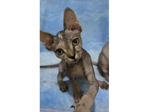 Kedimiz naked beauty sphynx cattery