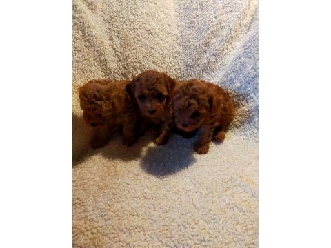Ankaranın en seçkin redbrown toy poodle yavrularımız