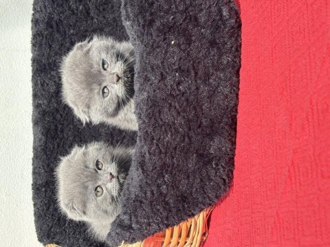 Oyuncu scottish fold yavru kedilerimiz