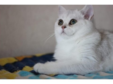 British shorthair silver shadad yavrularımız