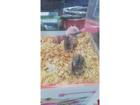 Gonzales, suriye hamster ve panda mice