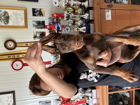 Europan fcı federasyonlu doberman yavruları