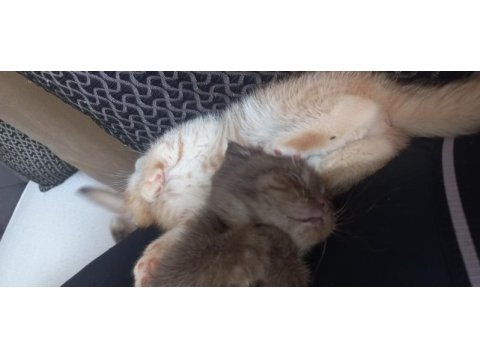 Scottish fold sahiplendirme