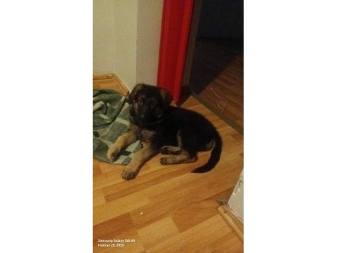 2 aylık dişi alman çoban köpeği