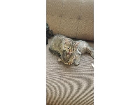 British shorthair 4 adet