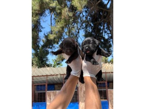 Labrador yavrularımız