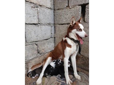 Husky yavrularım
