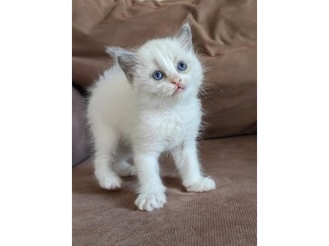 Secereli ragdoll yavrular